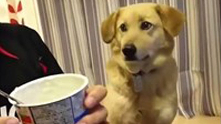 Sramežljivi pas koji je htio vlasnikov jogurt nasmijat će vas svojom reakcijom